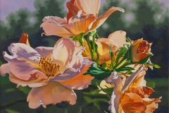 Rose-at-Sunset-by-Lenni-Workman