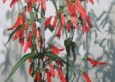 Penstemon by Lenni Workman